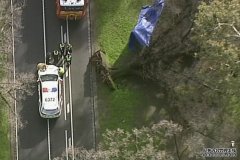 墨尔本内北公园106岁老树倒下砸死一名30多岁女子