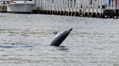 是什么害死了天鹅河里的海豚？