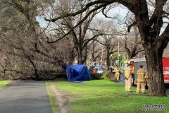 墨尔本王子公园砸死跑步者的树一个月前进行过