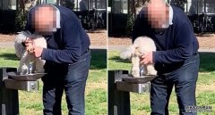 恶心:男子在悉尼公园饮水台帮狗洗屁股