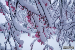 堪培拉昨天白天25度，夜里下雪了