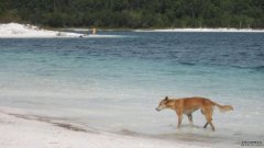 Fraser Island禁止喂野狗，违者最少罚款2135元