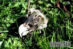 维州200只楔尾鹰因农用杀虫刹中毒死亡