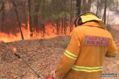 新州山火：周二高温干燥，消防员们赶着烧出隔