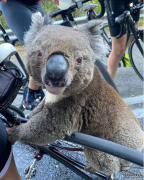 南澳气温达到40度 口渴的考拉向自行车手讨水喝