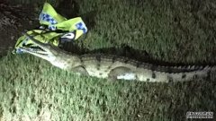 一条鳄鱼在达尔文警察局门前游荡，而被“逮捕