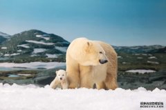 黄金海岸海洋世界的北极熊Liya过世，享年19