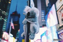 纽约考拉募捐活动在伦敦和纽约地标放置毛绒玩
