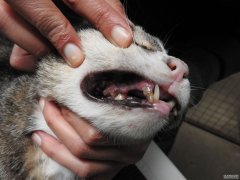 慎入 虐待猫的动物拯救组织创办人不用坐牢