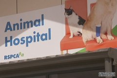 RSPCA错误地安乐死一只看病的小猫