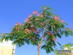 前院种树求推荐