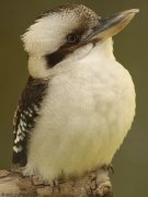 Laughing Kookaburra