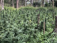 种植大麻8000棵，获刑六年半