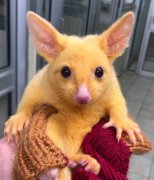 澳洲出现稀有黄金负鼠网嗨翻：皮卡丘4你？（组