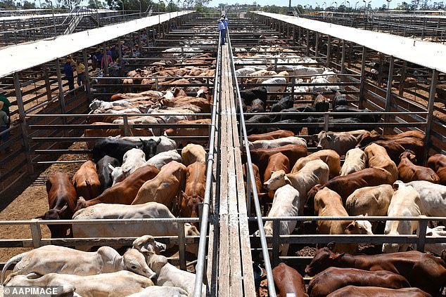 28780676-8353231-Cattle_are_readied_for_auction_at_the_Roma_Saleyards_in_Roma_Que-a-1_1590367212601.jpg,0