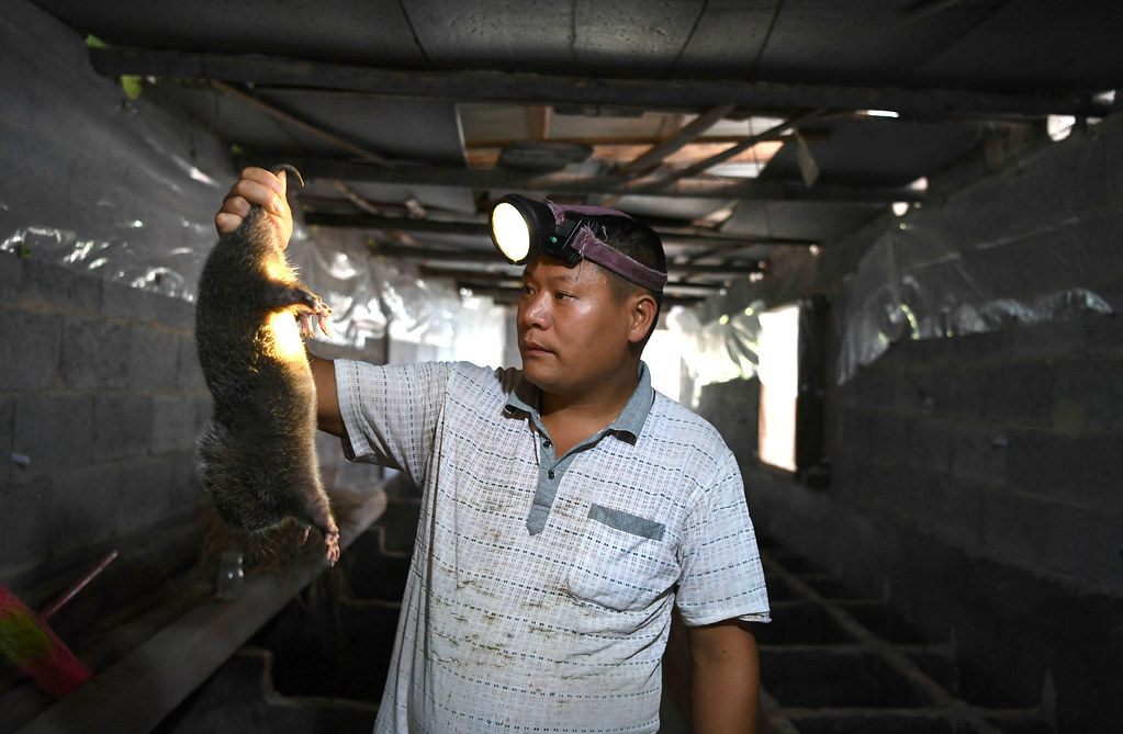 沾染銅臭的野味新冠疫情重燃中國《野生動物保護法》修法聲浪| 環境資訊中心