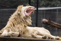 Shoalhaven动物园狮子伤人，饲养员情况危殆