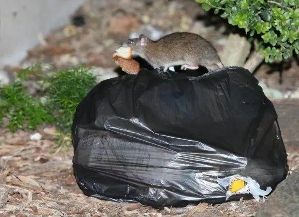 悉尼街头涌入大批“饿坏了”的老鼠，住宅屋顶的空隙成老鼠栖息地