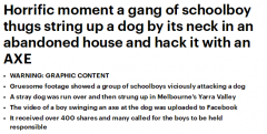 慎入！澳洲一群男学生虐杀流浪狗，甚至拍视频
