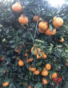 摘橘子被斥“偷窃”，悉尼华裔老人遭公开羞辱