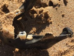 新州海滩发现一块人类颚骨（有图慎入）