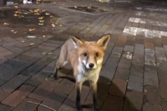 新南威尔士大学校园有狐狸！已有三名学生被咬