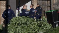 警方在悉尼西南缴获价值二百万澳元的大麻