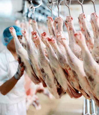 Lamb-processing-MSA-Picture-MLA.-343x400.png,0