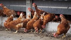 维州农场爆发H7N7禽流感