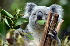 澳洲留学，年薪可达40万，日益重视的环保行业怎