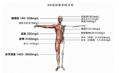 玻尿酸——化妆品的黄金赛道