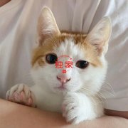 爱猫急诊花费$8000，悉尼华女理赔被拒！意外杀出