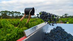 中国对澳洲葡萄酒发动新的反补贴调查