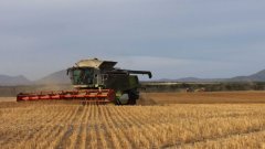 中国要细查澳洲出口的小麦