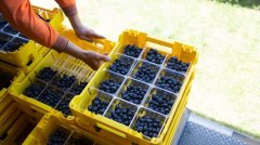 蓝莓农场提供5万奖金吸引人去采摘