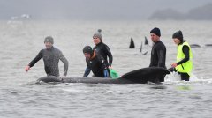又有200头领航鲸被发现搁浅在塔州偏远西海岸