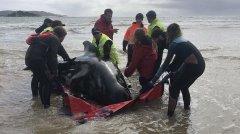 塔岛108头鲸鱼被救，可望在大海团聚