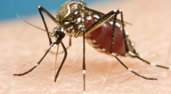 蚊子预警！澳洲“拉尼娜年”将触发“疯狂蚊子