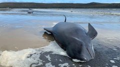 又有鲸鱼在塔州西海岸搁浅