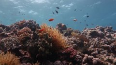 大堡礁自1995年以来失去了一半珊瑚