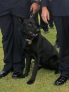 昆州警方呼吁帮助寻找走失的警犬