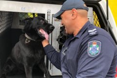 昆州走失的警犬被民众找到了
