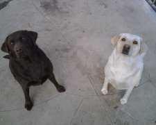 Seeking Home for 2 Family Dogs