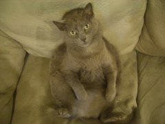 (照片) 我家猫猫 Sunday ^.^
