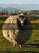 新西兰“绵羊毛球”退休 行善多年筹款13万