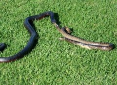 难得一见：澳洲毒蛇被大蛇吞食上演胜利大逃亡