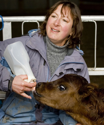 Jan Bushell feed Paris Hilton the cow