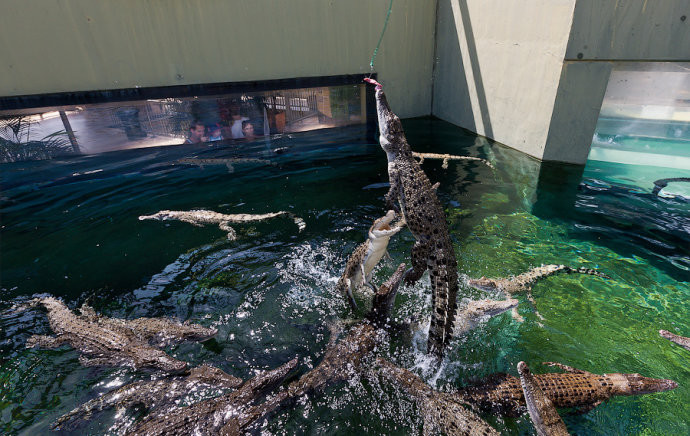 实拍：在澳大利亚达尔文市冒死喂食凶残跳跃的巨鳄(组图)