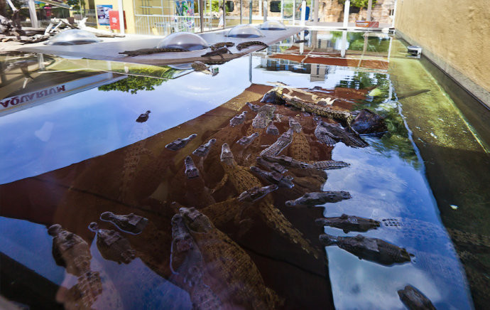实拍：在澳大利亚达尔文市冒死喂食凶残跳跃的巨鳄(组图)