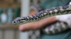 澳大利亚蟒蛇染上毒瘾 关进监狱戒毒“改过自新